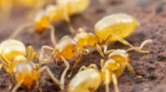 Hogyan lehet megszabadulni a sárga hangyáktól a lakásban